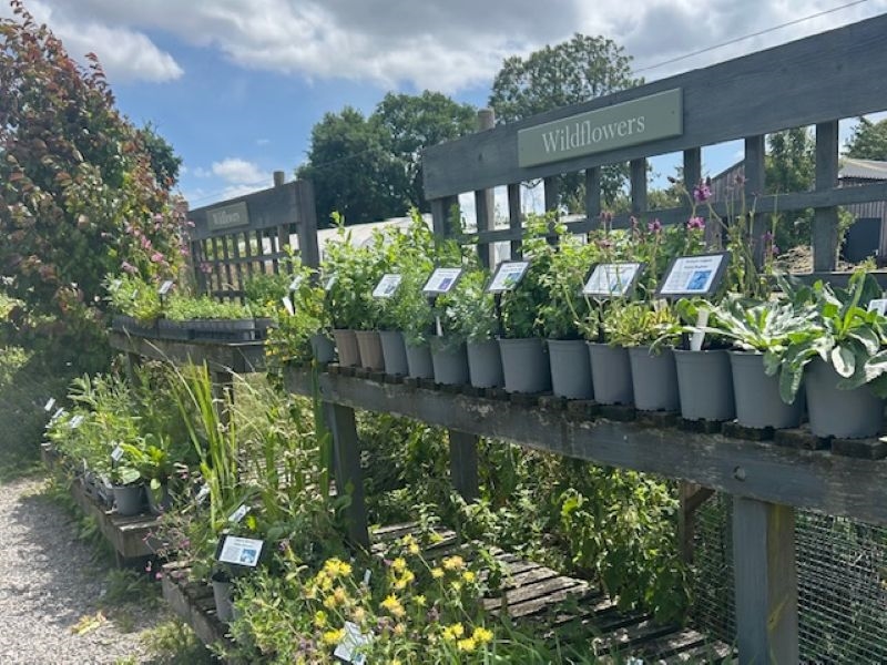 The Blooming Wild Plant Nursery